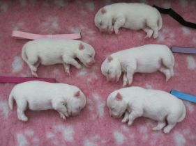 Japansk spids hvalpe, kennel stjernedrys, lena bresdahl