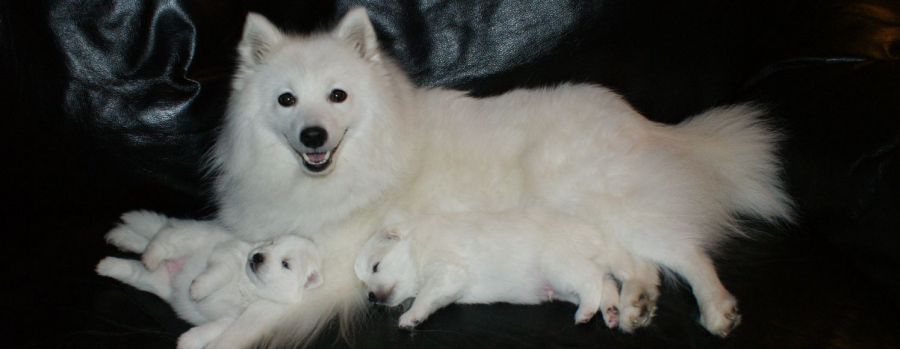 Japansk spids hvalpe sælges kennel stjernedrys v. Lena Bresdahl