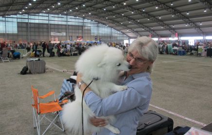 Japansk spids kennel stjernedrys, lena bresdahl