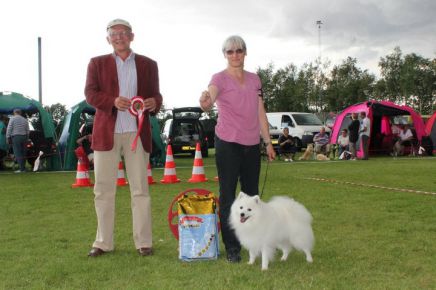 Japansk spids kennel stjernedrys v lena bresdahl 