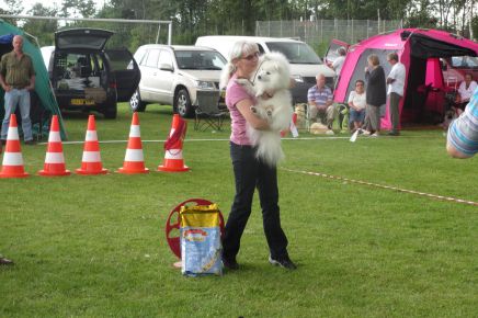 Japansk spids hvalpe, kennel stjernedrys, lena bresdahl