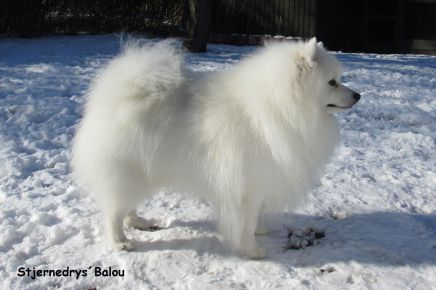 Japansk spids kennel stjernedrys v lena bresdahl 