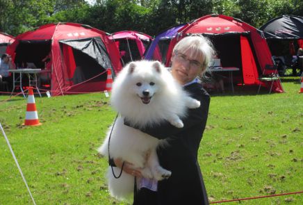 japansk spids kennel stjernedrys v lena bresdahl