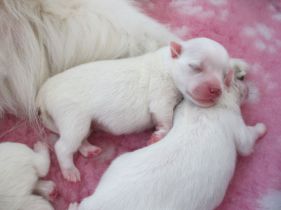 Japansk spids hvalpe, kennel stjernedrys, lena bresdahl