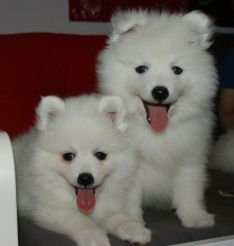 Japansk spids hvalpe sælges kennel stjerne opdræt