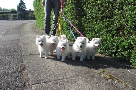 japansk spids hvalpe kennel stjernedrys