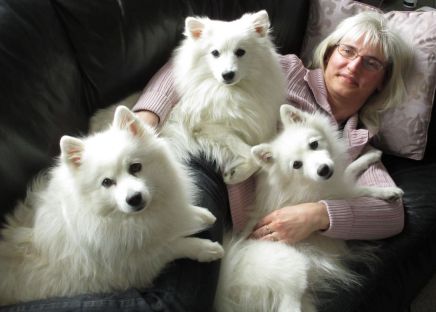 Japansk spids hvalpe sælges kennel stjernedrys v. Lena Bresdahl