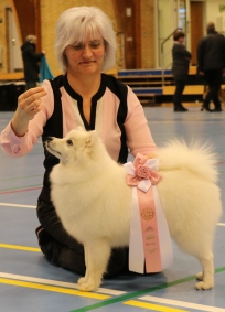 Japansk spids hvalpe sælges kennel stjernedrys Lena Bresdahl