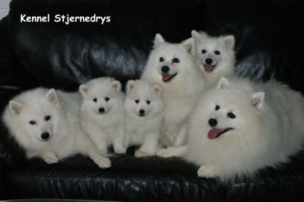 Japansk spids hvalpe sælges kennel stjernedrys v. Lena Bresdahl