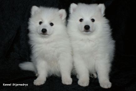 Japansk spids hvalpe, kennel stjernedrys, lena bresdahl