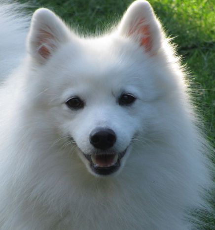 Japansk spids hvalpe, kennel stjernedrys, lena bresdahl