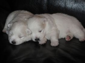 Japansk spids hvalpe, kennel stjernedrys, lena bresdahl