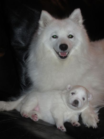 Japansk spids hvalpe, kennel stjernedrys, lena bresdahl