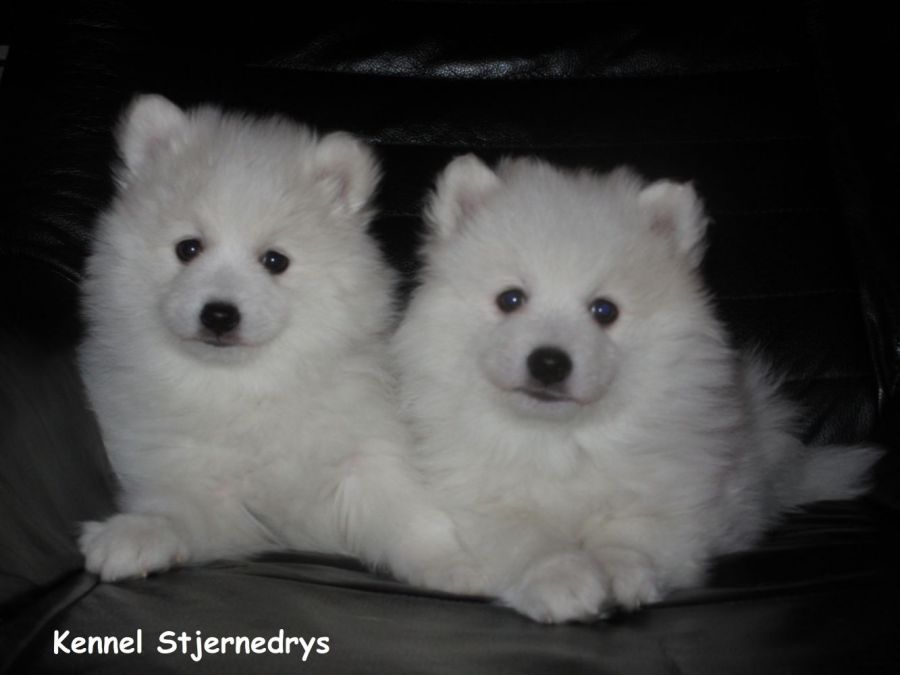 Japansk spids hvalpe sælges kennel stjernedrys v. Lena Bresdahl