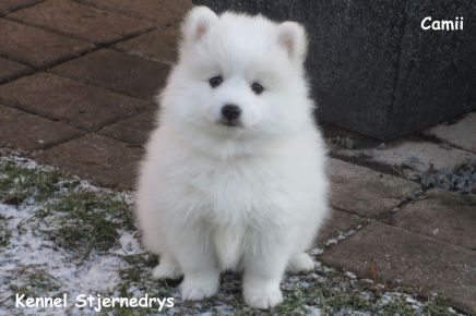 Japansk spids hvalpe, kennel stjernedrys, lena bresdahl