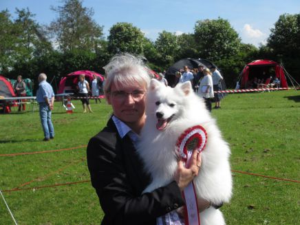 Japansk spids hvalpe, kennel stjernedrys, lena bresdahl