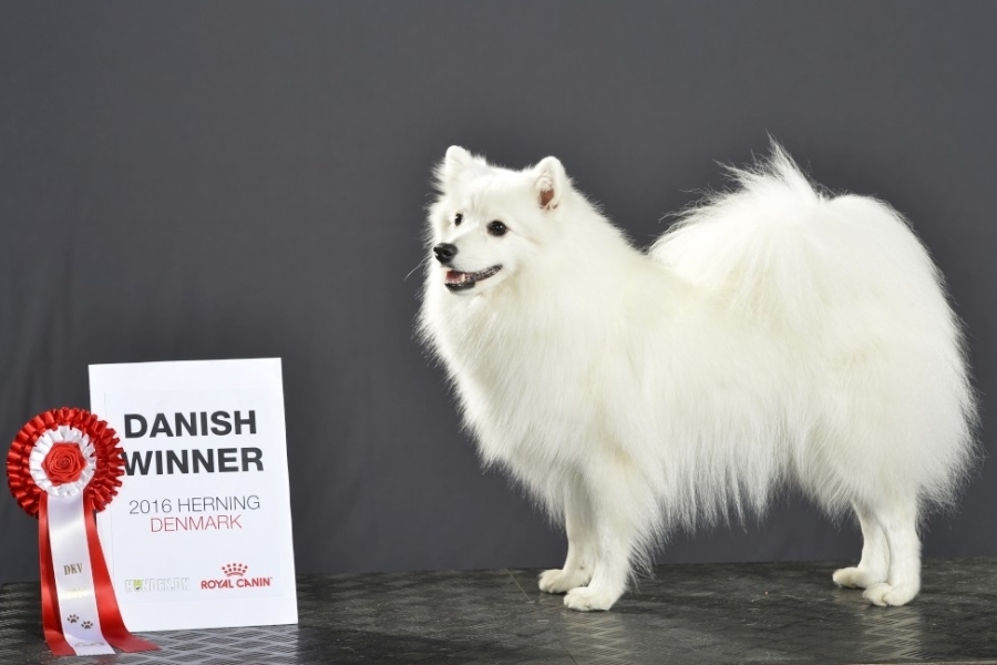 japansk spids dansk vinder 2016 kennel stjernedrys 