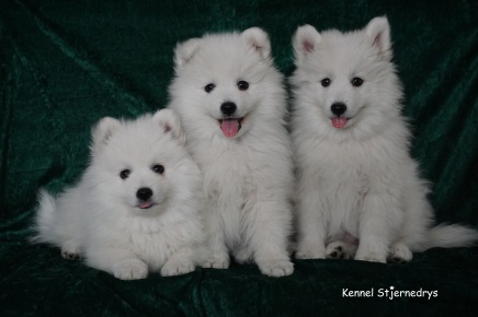 Japansk spids hvalpe kennel stjernedrys v lena bresdahl 