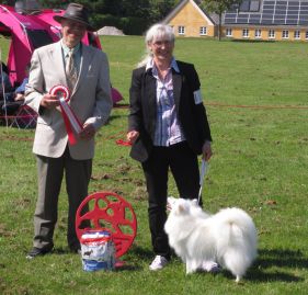 Japansk spids kennel stjernedrys v. Lena Bresdahl