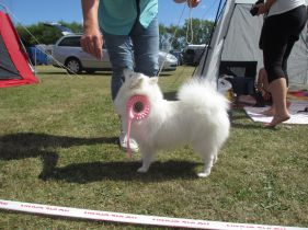 Japansk spids kennel stjernedrys v. Lena Bresdahl