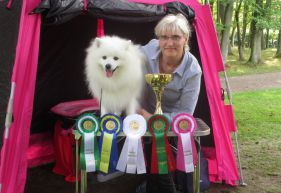 Japansk spids kennel stjernedrys v. Lena Bresdahl