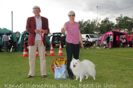 Japansk spids hvalpe, kennel stjernedrys, lena bresdahl