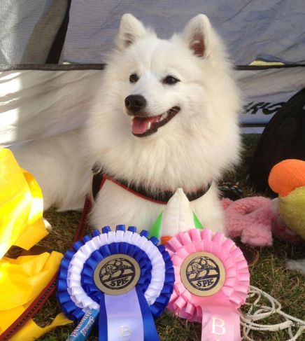 Japansk spids kennel stjernedrys v lena bresdahl 