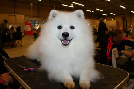 Japansk spids hvalpe kennel stjernedrys