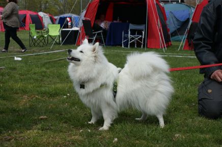 Japansk spids hvalpe, kennel stjernedrys, lena bresdahl