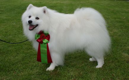 Japansk spids hvalpe kennel stjernedrys