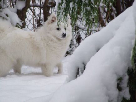 Japansk spids hvalpe, kennel stjernedrys, lena bresdahl