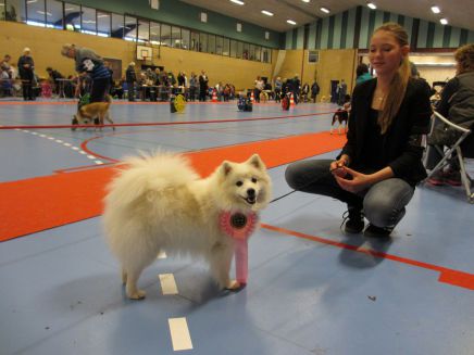 japansk spids kennel stjernedrys v lena bresdahl