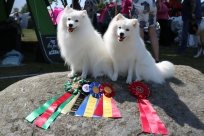 Japansk spids hvalpe sælges kennel stjernedrys Lena Bresdahl