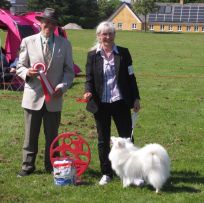 Japansk spids kennel stjernedrys v. Lena Bresdahl