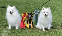 Japansk spids kennel stjernedrys Lena Bresdahl