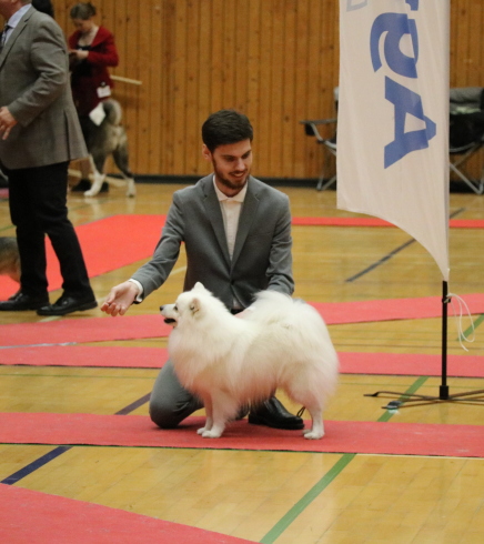 Japansk spids