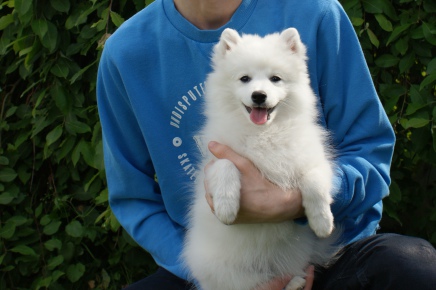 Japansk spids hvalpe