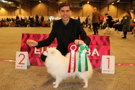 Japansk spids kennel stjernedrys Dansk vinder 2016 casper bresdahl