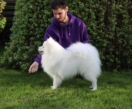 Japansk spids